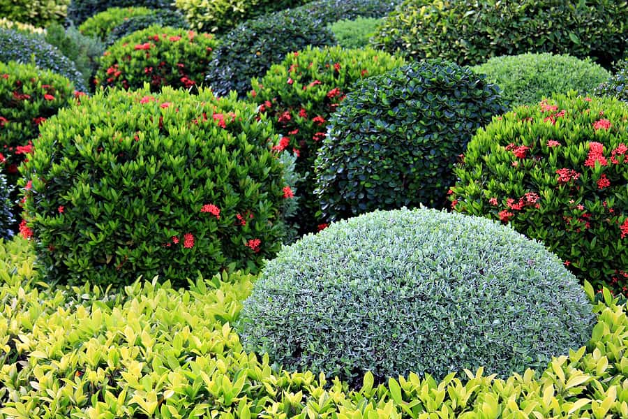 Shrub Maintenance